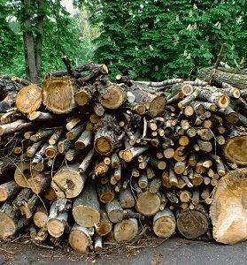 Holz als Rohstoff Holz entsorgen Abfallguru Mülltrennung
